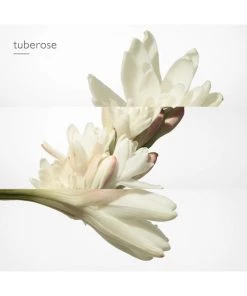 HERMÈS Twilly D'Hermes Eau De Parfum -HERMÈS And Derek Lam 10 Crosby Sales unnamed file 215