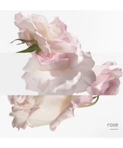 Twilly D'Hermès Eau Poivrée Eau De Parfum -HERMÈS And Derek Lam 10 Crosby Sales unnamed file 231