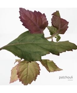 Twilly D'Hermès Eau Poivrée Eau De Parfum -HERMÈS And Derek Lam 10 Crosby Sales unnamed file 232