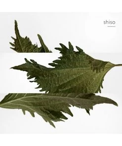 Terre D’Hermès Perfume For Men -HERMÈS And Derek Lam 10 Crosby Sales unnamed file 245