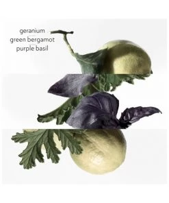 HERMÈS Eau De Basilic Pourpre Eau De Cologne -HERMÈS And Derek Lam 10 Crosby Sales unnamed file 261