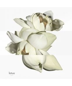 HERMÈS Un Jardin Sur Le Nil Eau De Toilette Spray -HERMÈS And Derek Lam 10 Crosby Sales unnamed file 287