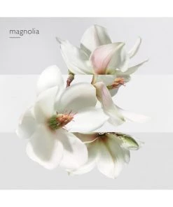 HERMÈS The Garden-Perfume Un Jardin Sur La Lagune Eau De Toilette -HERMÈS And Derek Lam 10 Crosby Sales unnamed file 356