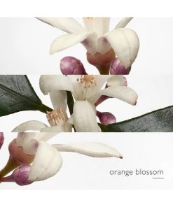 HERMÈS Eau De Narcisse Bleu Eau De Cologne Spray For Men -HERMÈS And Derek Lam 10 Crosby Sales unnamed file 365